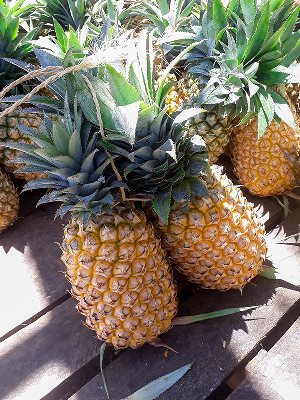 Liasse d'ananas Queen Tahiti mûrs.