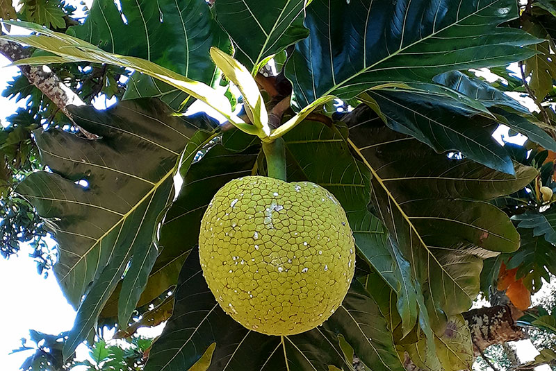 Fruit à pain (uru) sur l'arbre.