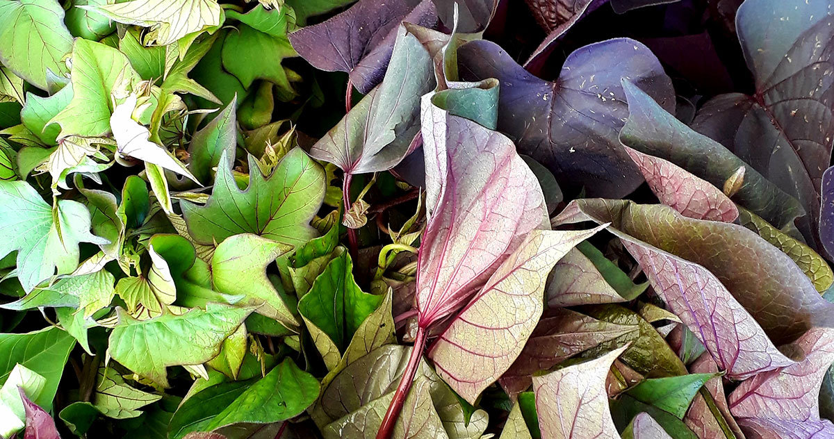 Cuisiner Et Consommer Les Feuilles De Patates Douces Cuisine Vegetale Et Tropicale